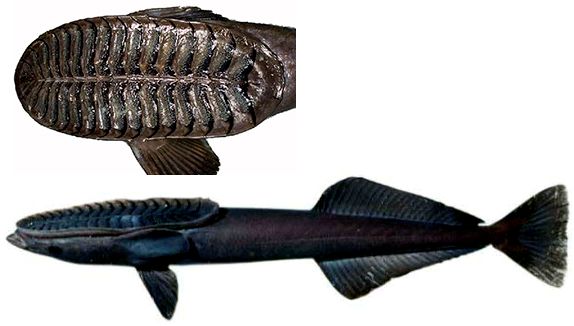Remora osteochir_04